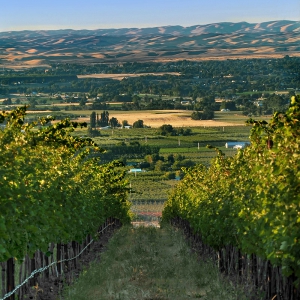 Our Vineyards