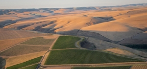 Estate Ferguson Vineyard
