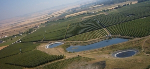 Pepper Bridge Vineyard