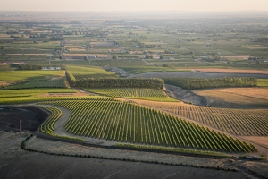 Vineyard Gallery