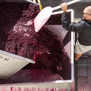 Winemaking Grapes
