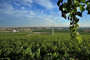 Estate Seven Hills Vineyard