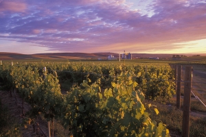 Estate Seven Hills Vineyard