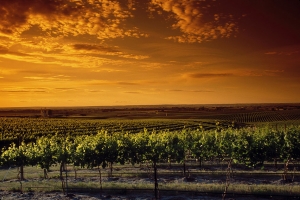 Sunset at our Estate Seven Hills Vineyard.