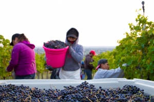Harvest at Estate Seven Hills Vineyard.
