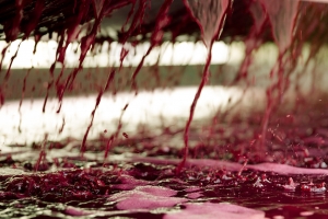 Pressing results in beautiful wines