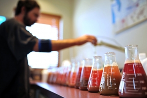 Grape cluster sample testing to assist in determining picking dates.