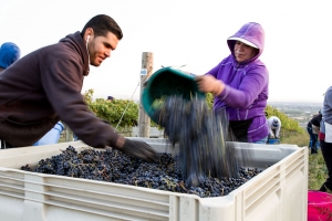 Harvest at our Estate Ferguson Vineyard