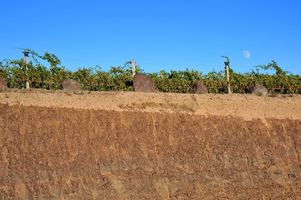Estate Ferguson Vineyard Wall